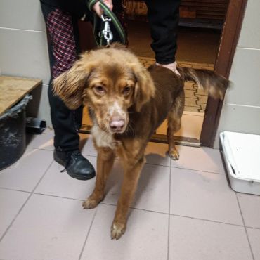 Brownie č_1 Brownie č_1