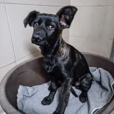 Malga č_2 Malga č_2