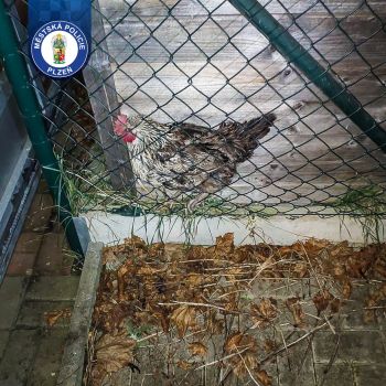 WhatsApp Image 2025-12-15 at 09.23.32 WhatsApp Image 2025-12-15 at 09.23.32